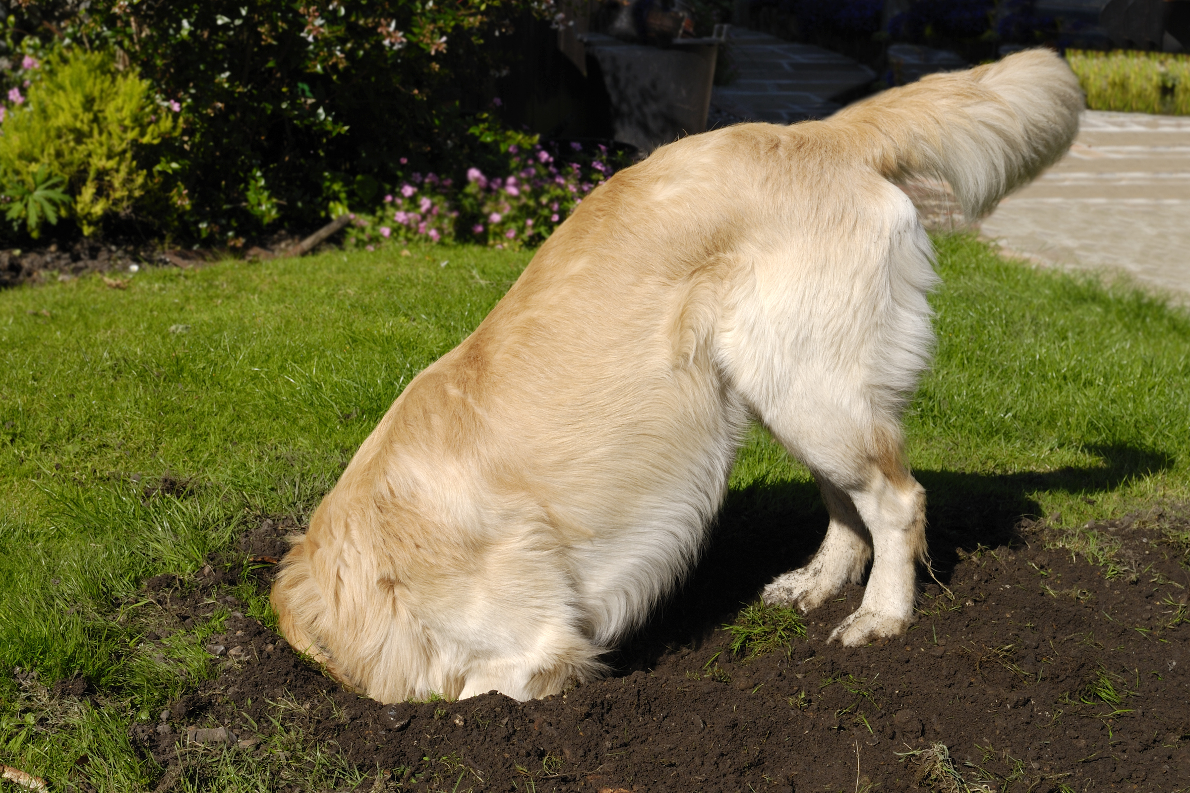 dog digging back yard