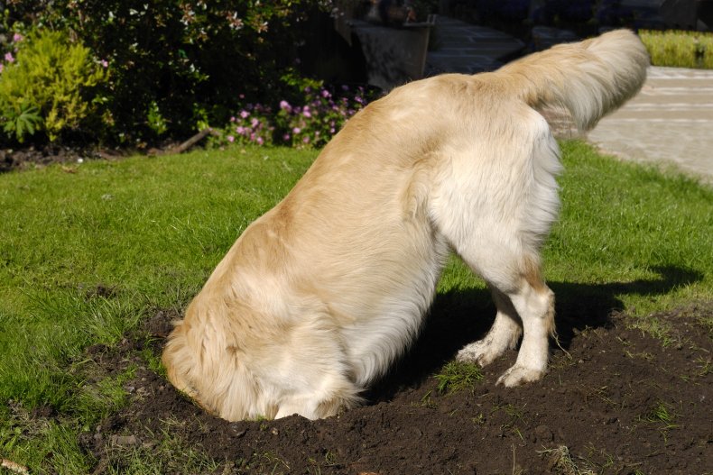 Dog digging in the back yard 