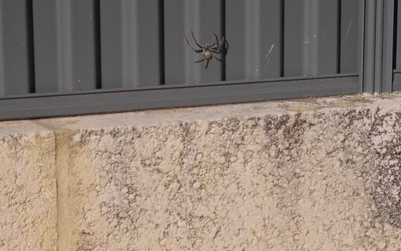 A huntsman spider hiding in a fence.