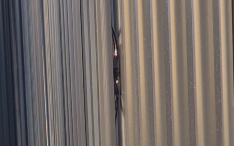 A huntsman spider hiding in a fence.