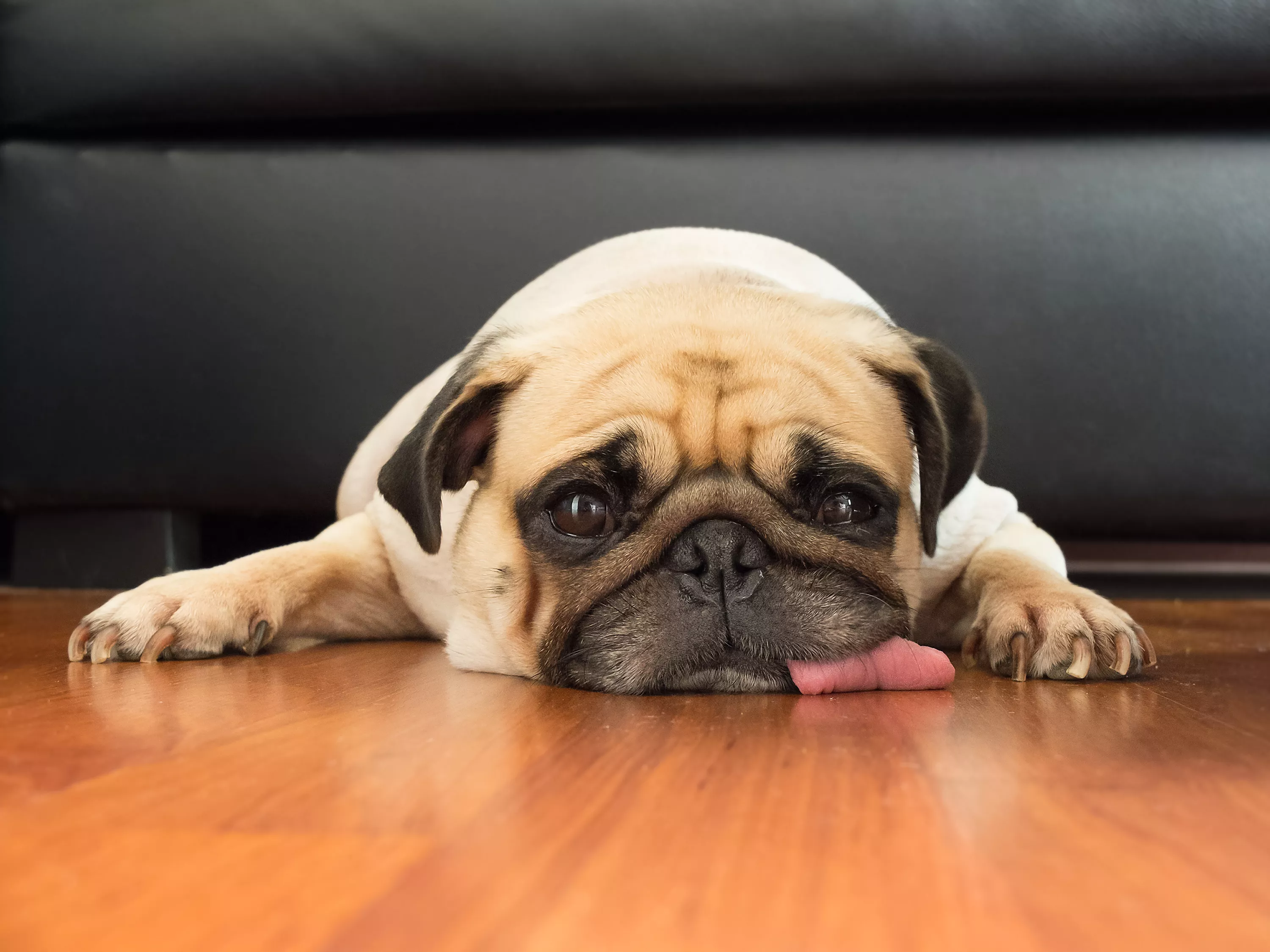 Dying Man Guilt-Tripping Best Friend to Adopt His Dog Over New Puppy Backed - Vimarsana News
