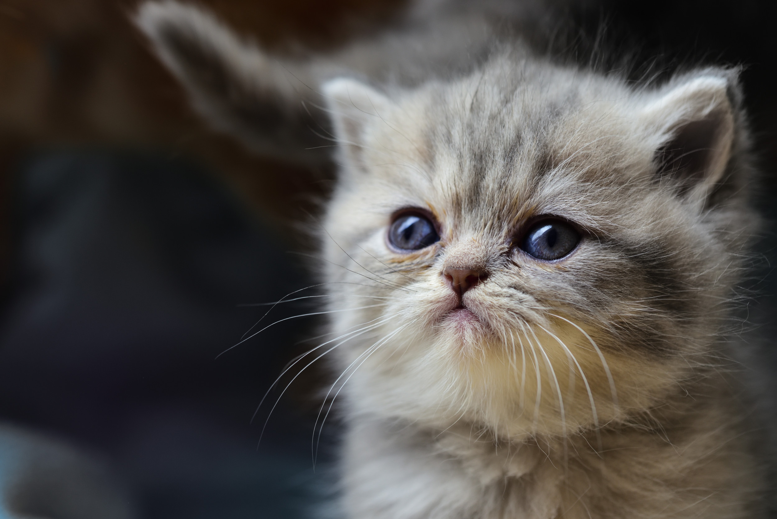 close persian kitten face
