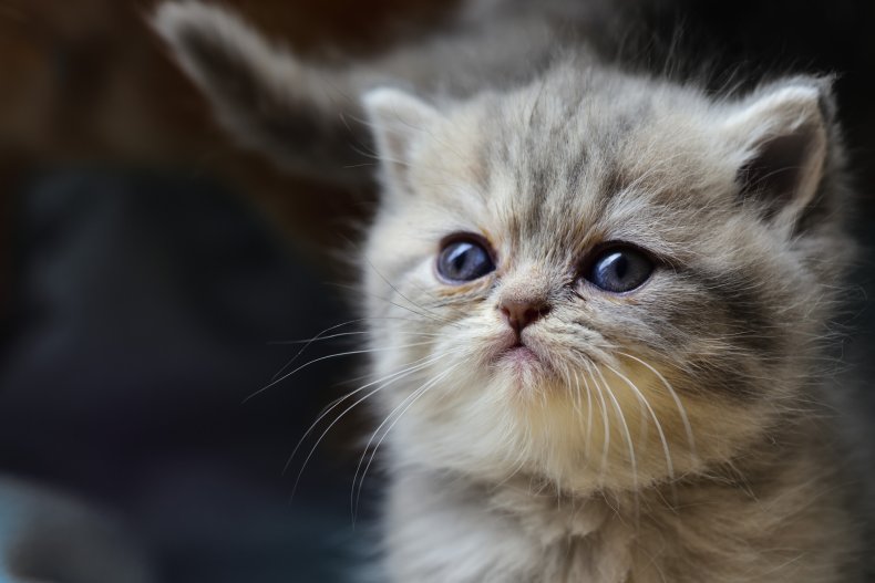 Close-up of Persian kitten face. 