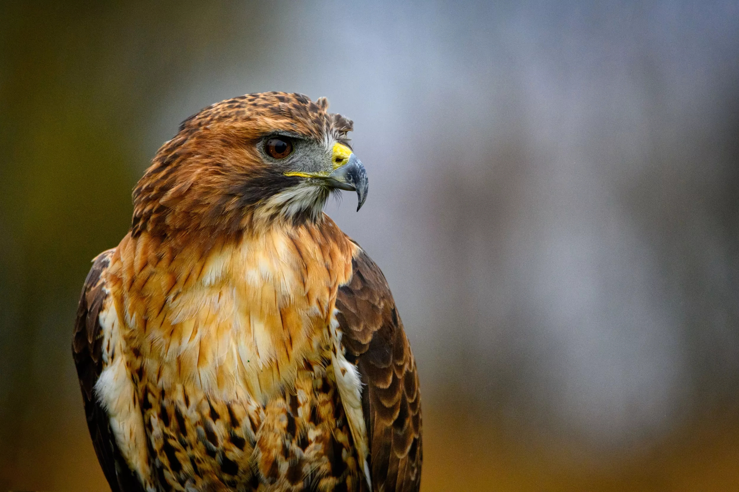 Hawk Filmed Hunting Miniature Dachshund Splits Views: 'Truly Terrifying' - Vimarsana News