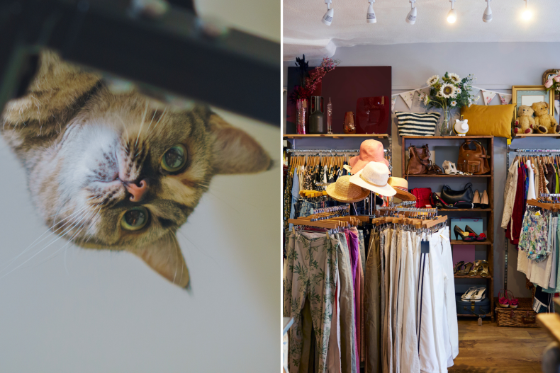 Cat up high and vintage store