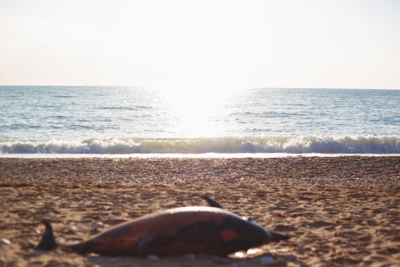 Dolphin dead on beach