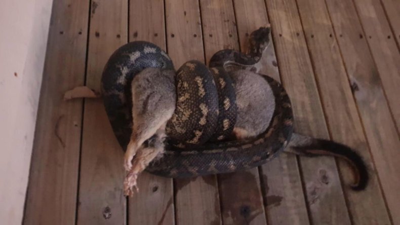 Python rapped around possum