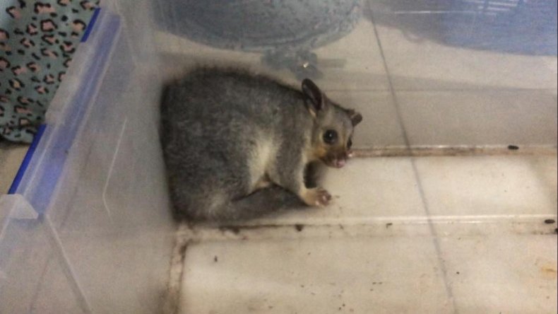 Traumatized baby possum