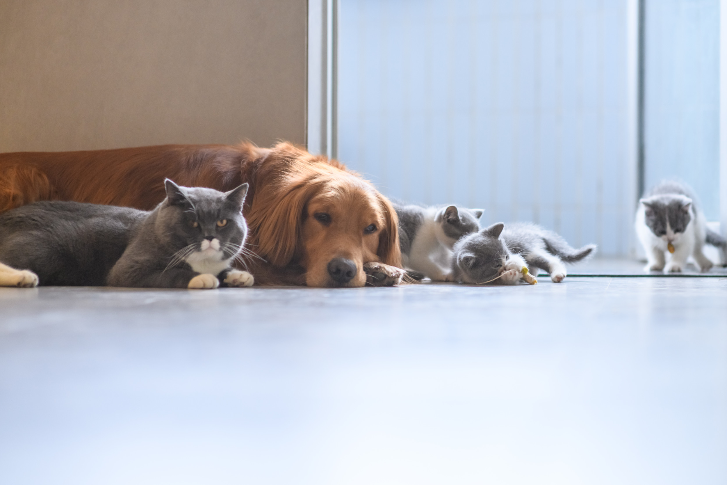 Like Cats and Dogs? Teach Your Dog and Cat to Live in Harmony – American  Kennel Club