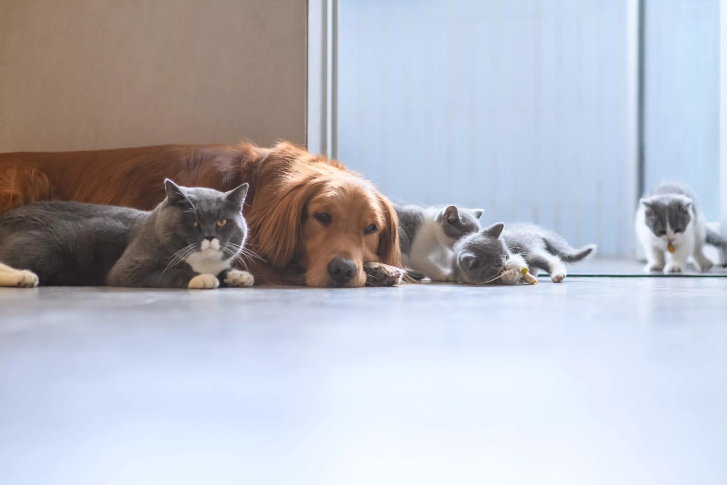Golden Retriever and Cat Are a 'Blended Family' as They Both Raise Kittens - Vimarsana News