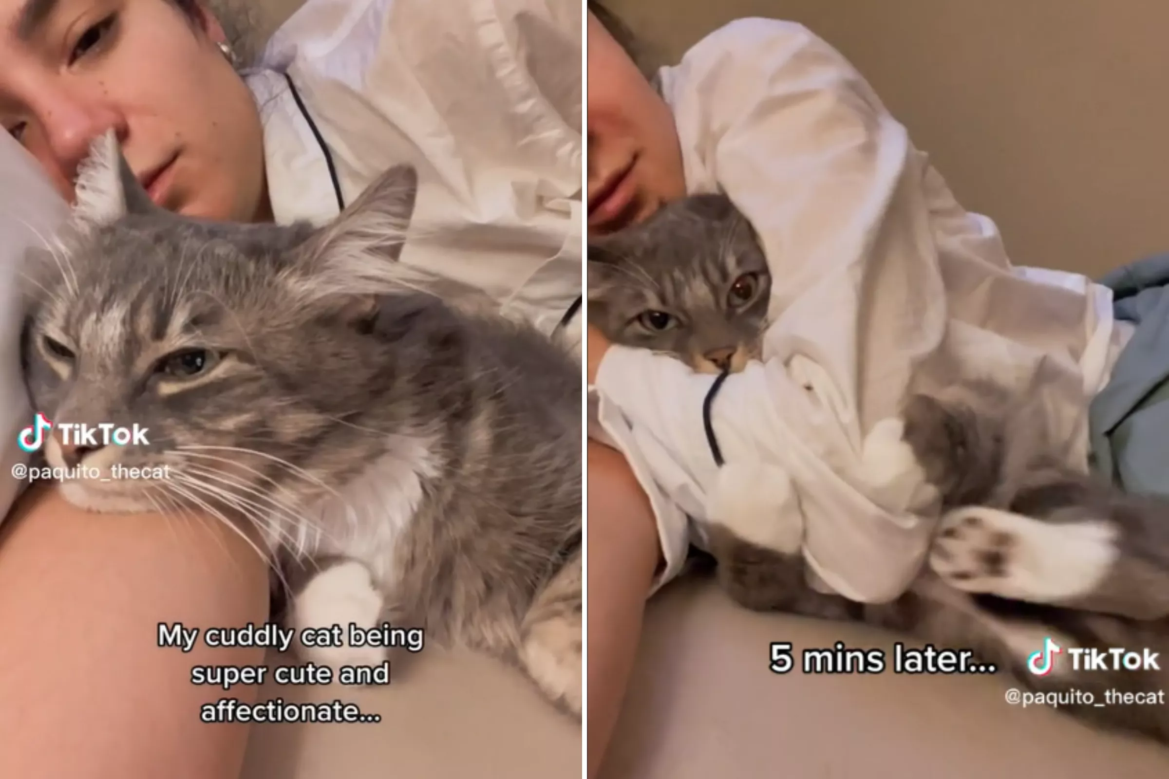 Cat Switches From Cuddling Owner to Violent 'Bunny Kicks' in Hilarious Clip - Vimarsana News