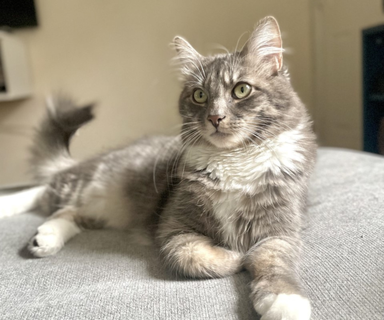 Paquito the cat lounging on a sofa