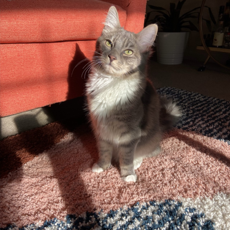 Paquito the cat