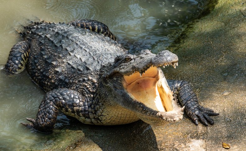 A crocodile with its mouth open.