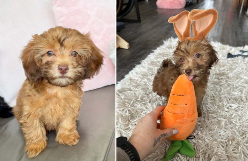 A Maltipoo puppy called Petey.