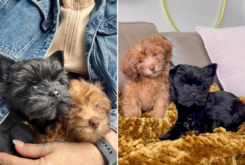 TikTok/Instagram dog duo Petey and Talulah.