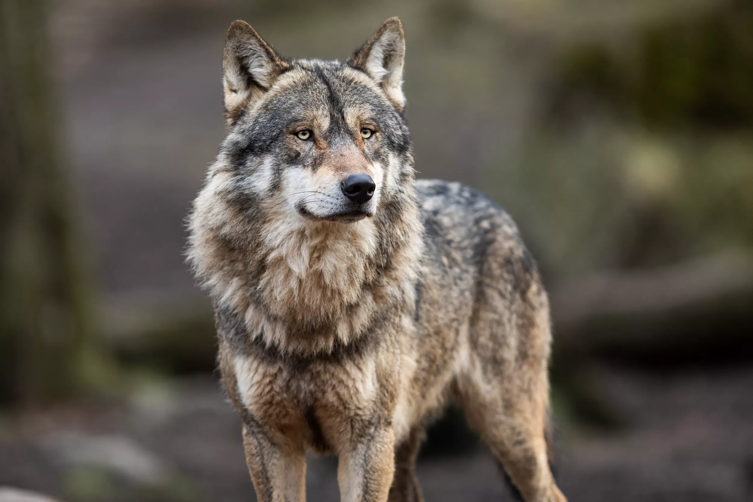 Colorado Wolves Kill Two Dogs Just a Day Apart - Vimarsana News