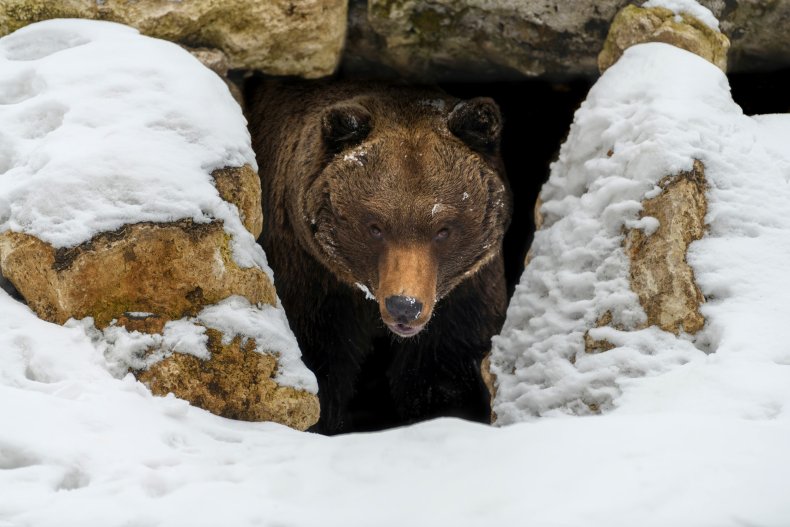 bear coming out of den
