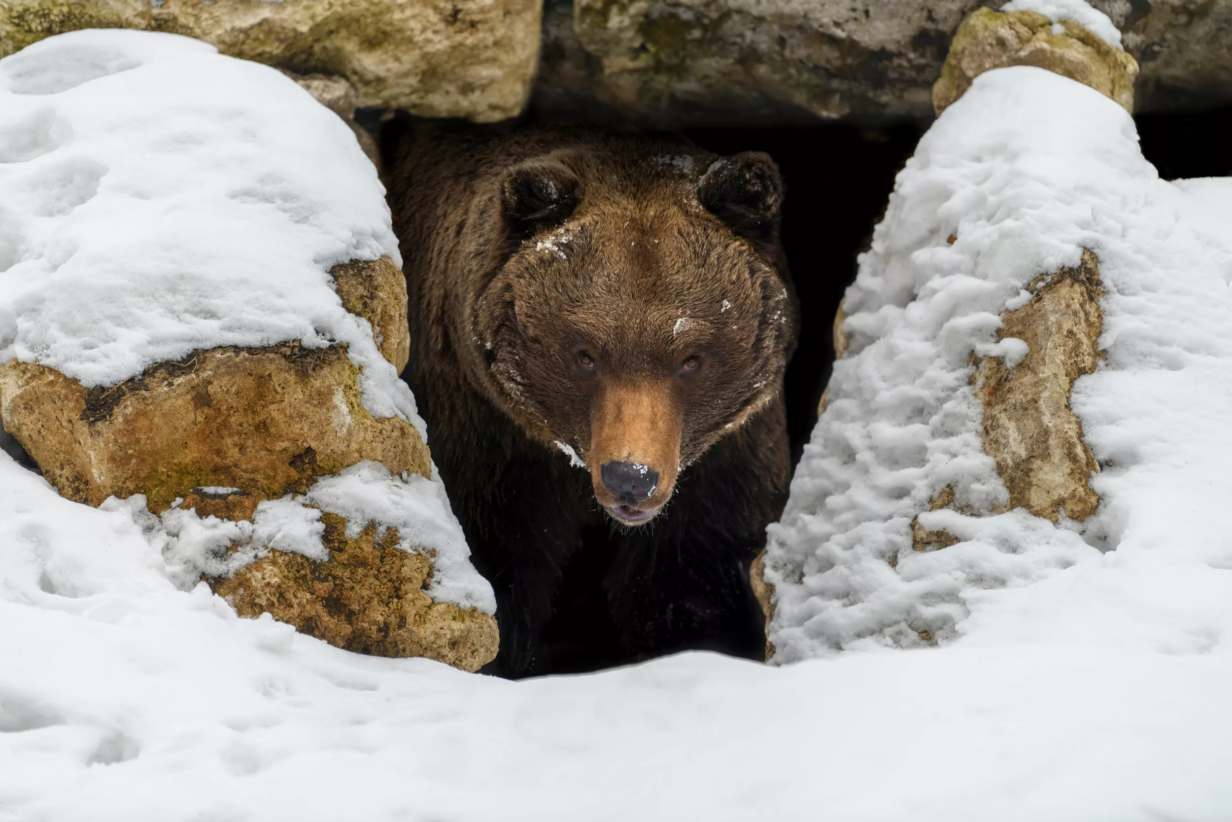 Bears Are Waking Up – And They're Hungry - Vimarsana News