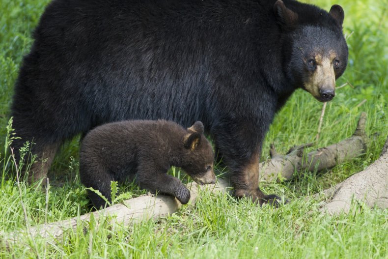 a black bear mother and cub