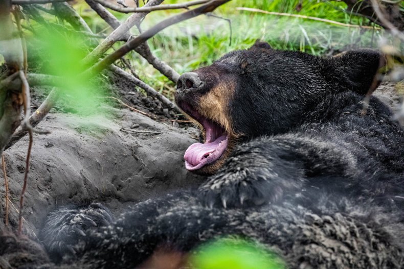 black bear