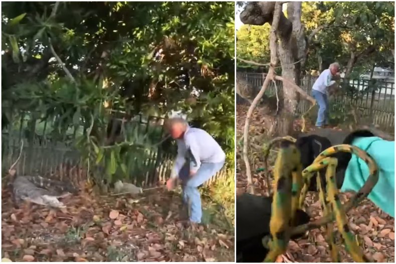 Wrangler catching alligator in Florida backyard