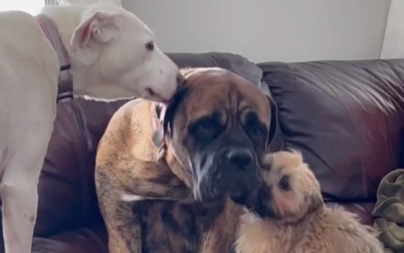 Rex the mastiff and his dog siblings.