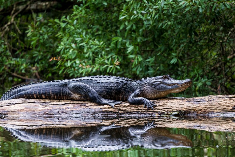 Alligator sunning itself on a log
