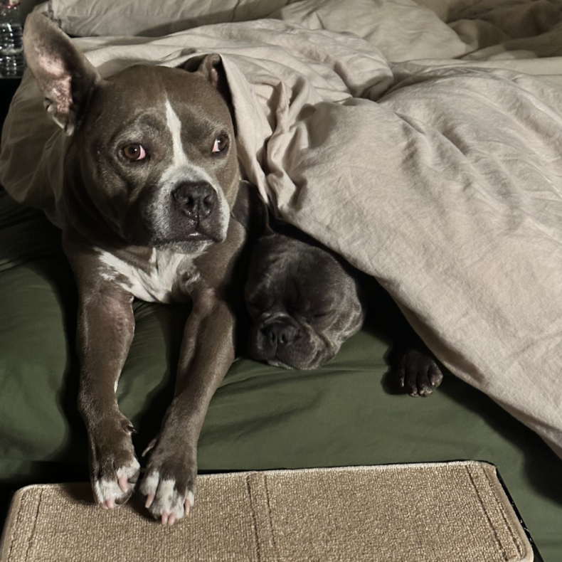 Zeus and Breus under bed covers