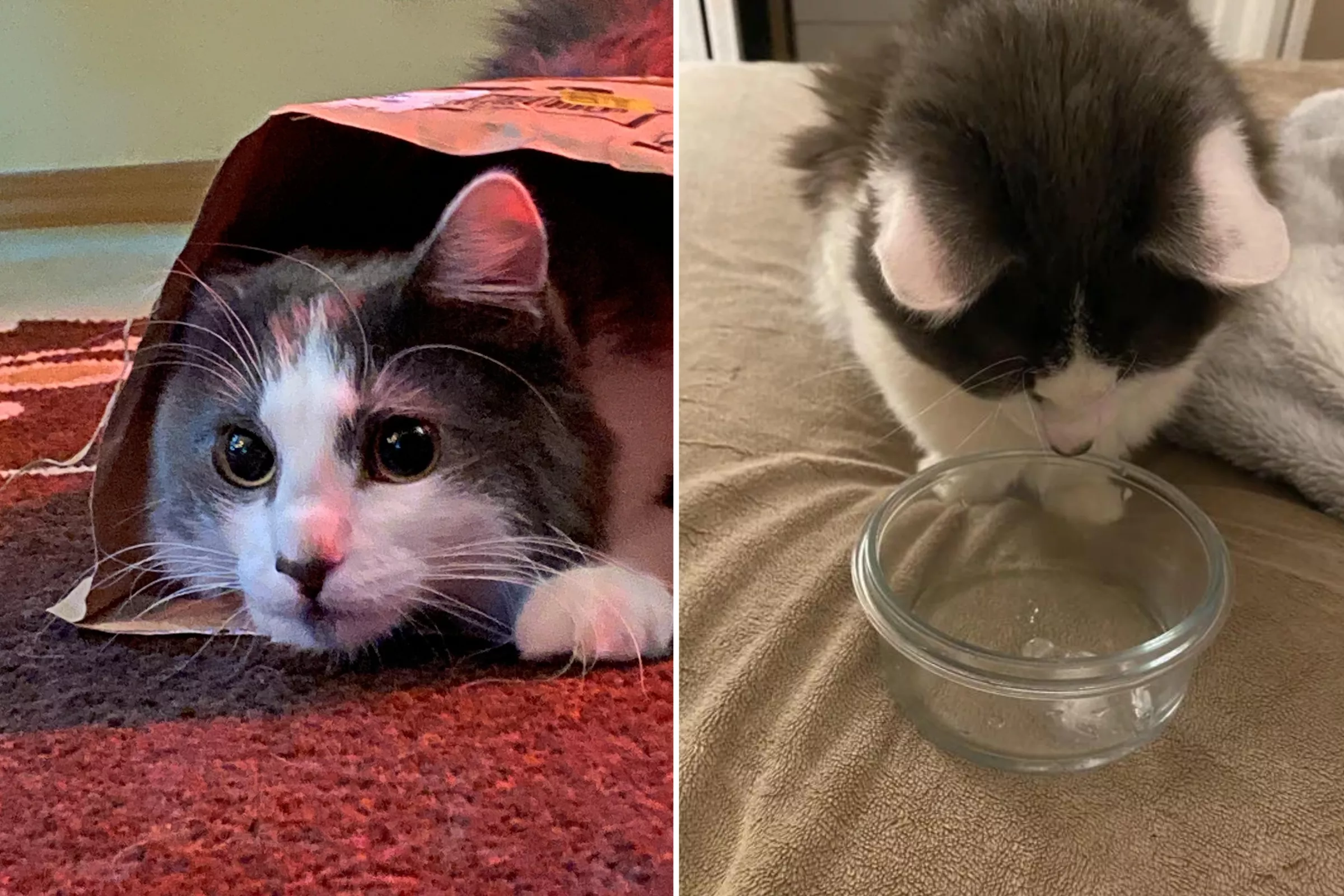 Cat Owner's Trick to Calm Down Excited Kitten Cheered: 'Meditative State' - Vimarsana News