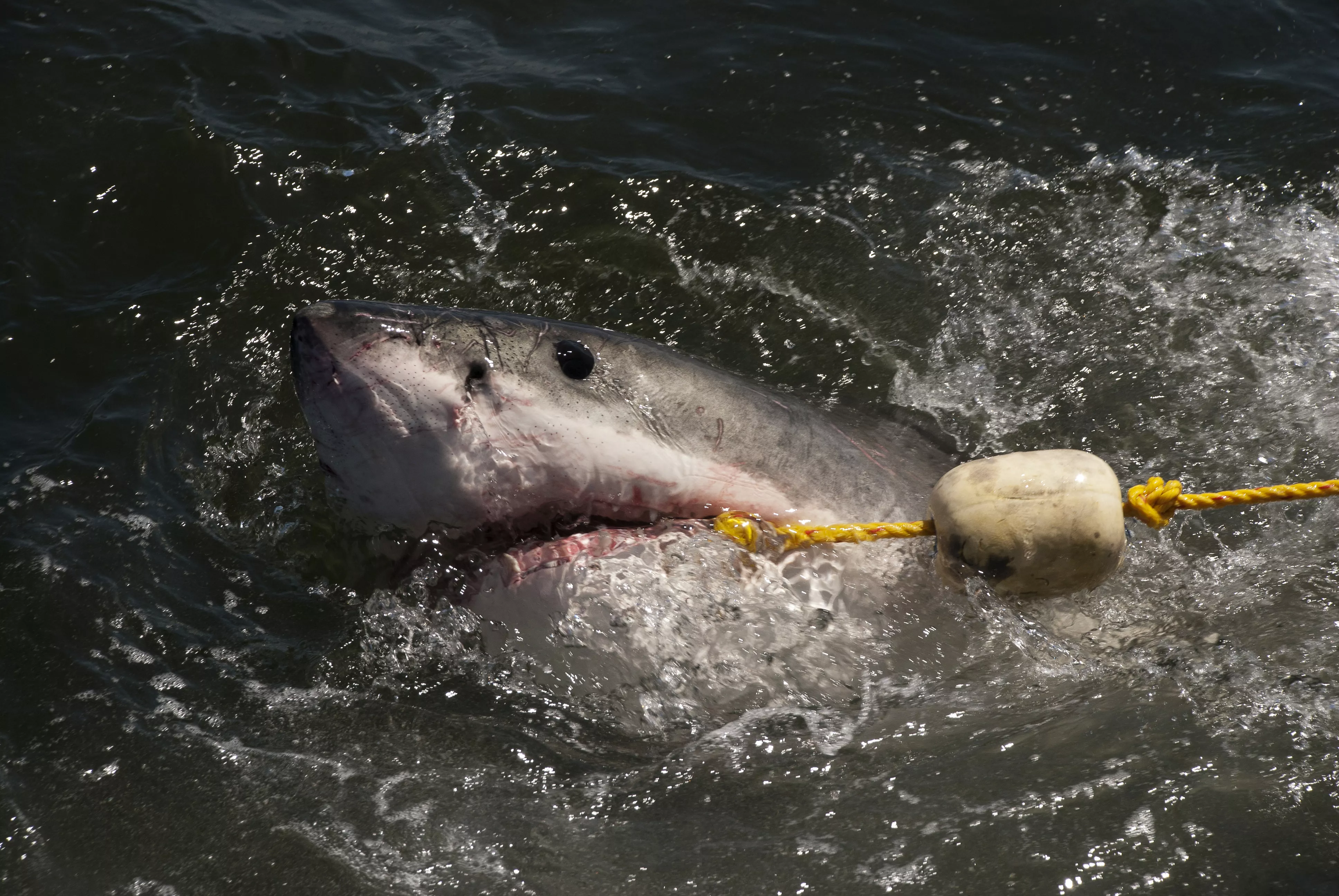 Florida Family Catch Great White Shark While Fishing - Vimarsana News