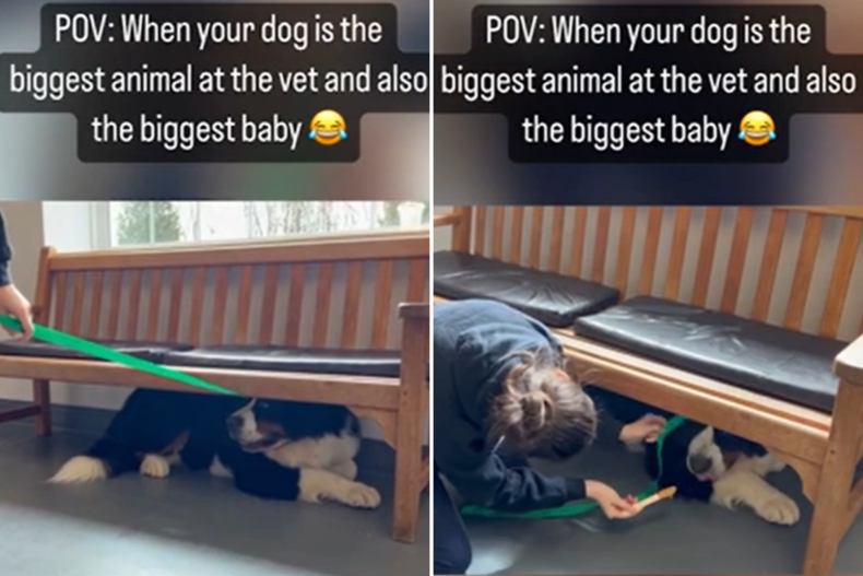 Scared Bernese Mountain Dog At Vets