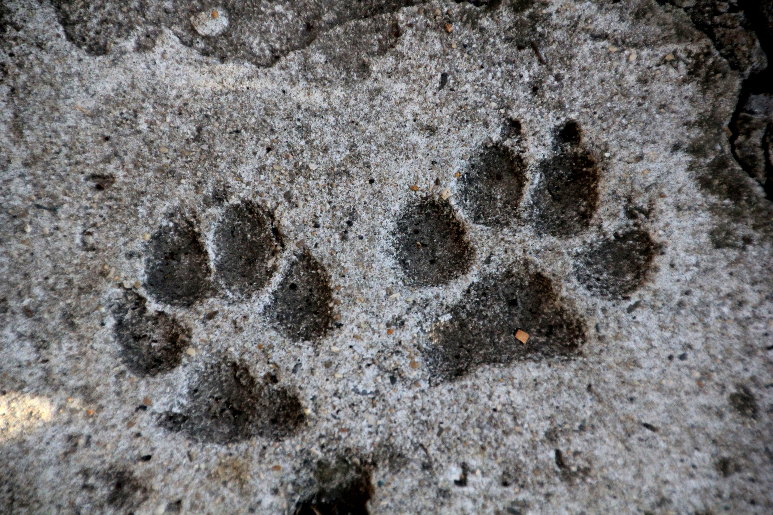 Dog Has ‘No Shame’ After Ruining Concrete With Dozens of Paw Prints