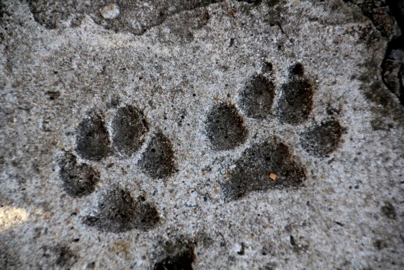 paw prints