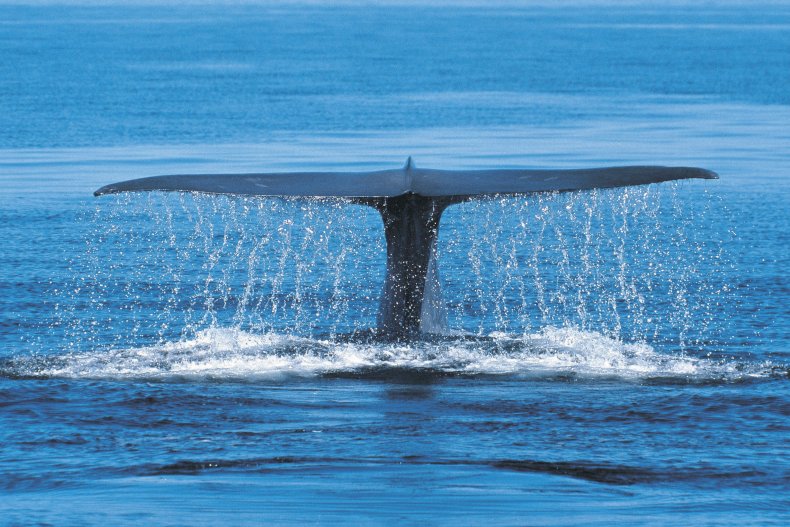 A blue whale fin