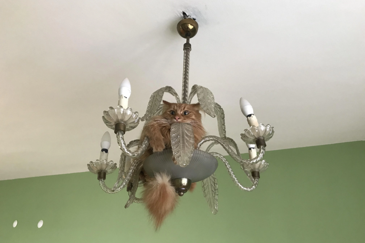 tarcin cat hiding chandelier
