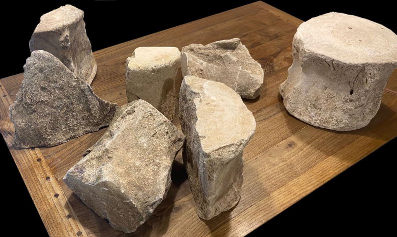 Ancient whale vertebrae