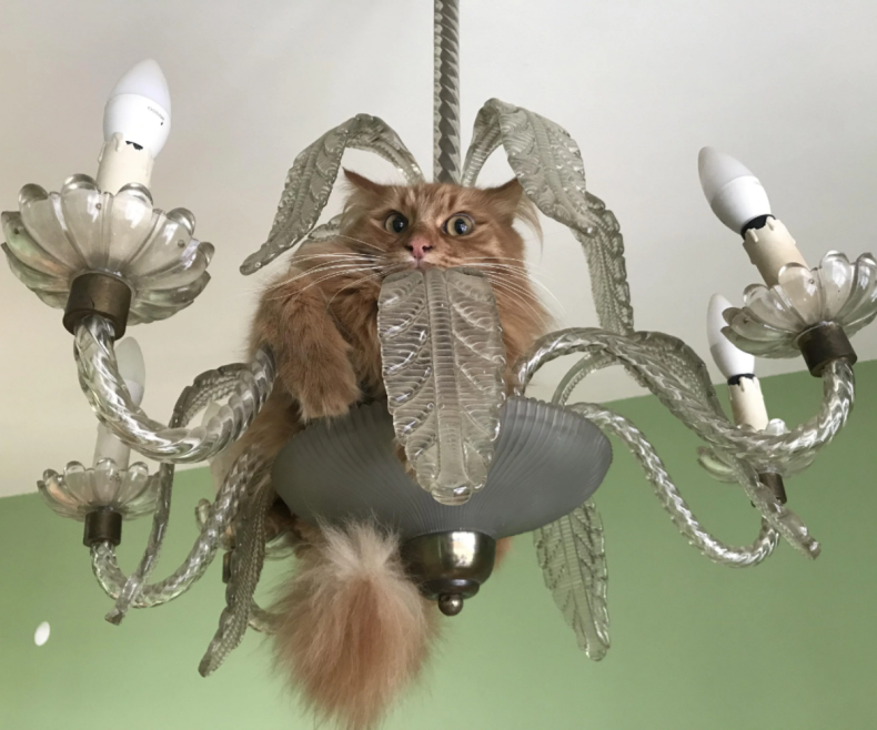 Tarcin the cat hiding in chandelier close-up