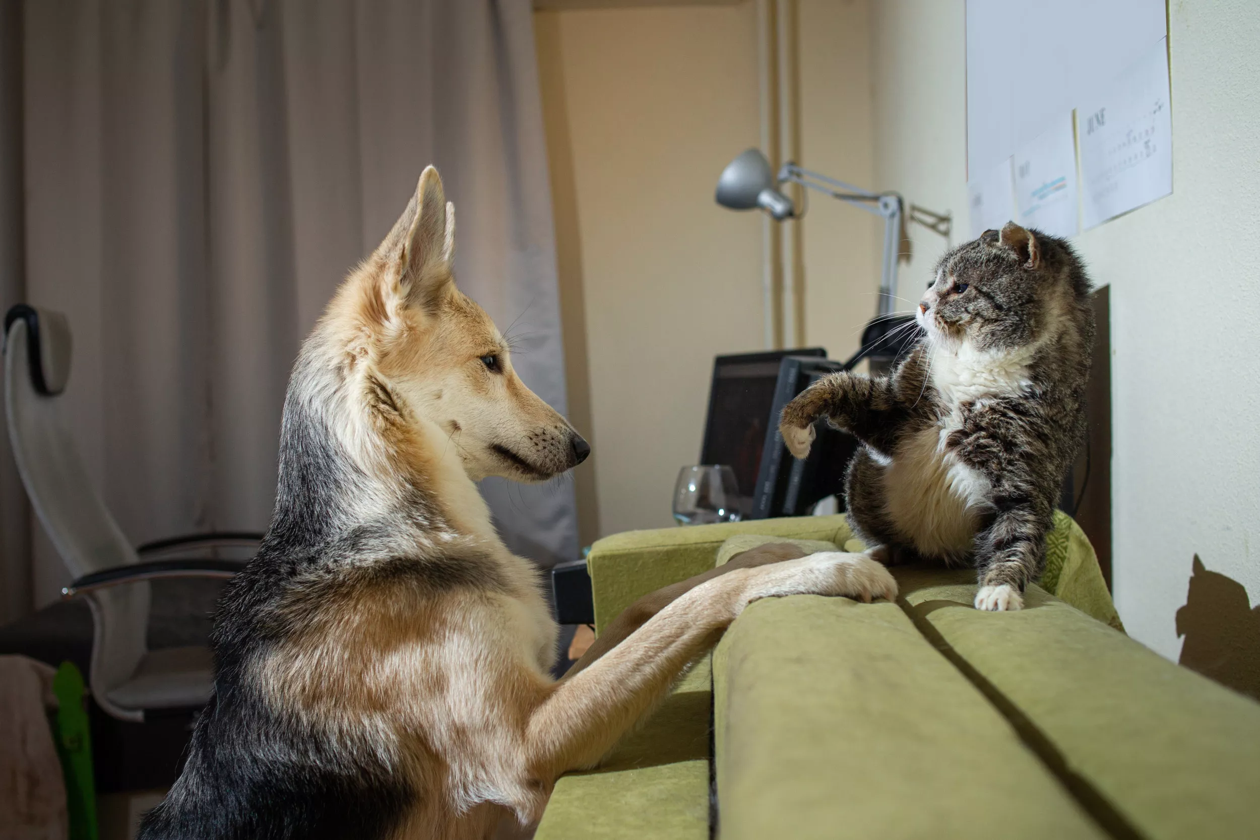 Cat's Method of Teaching Rescue Dog Her 'Boundaries' Caught on Camera - Vimarsana News