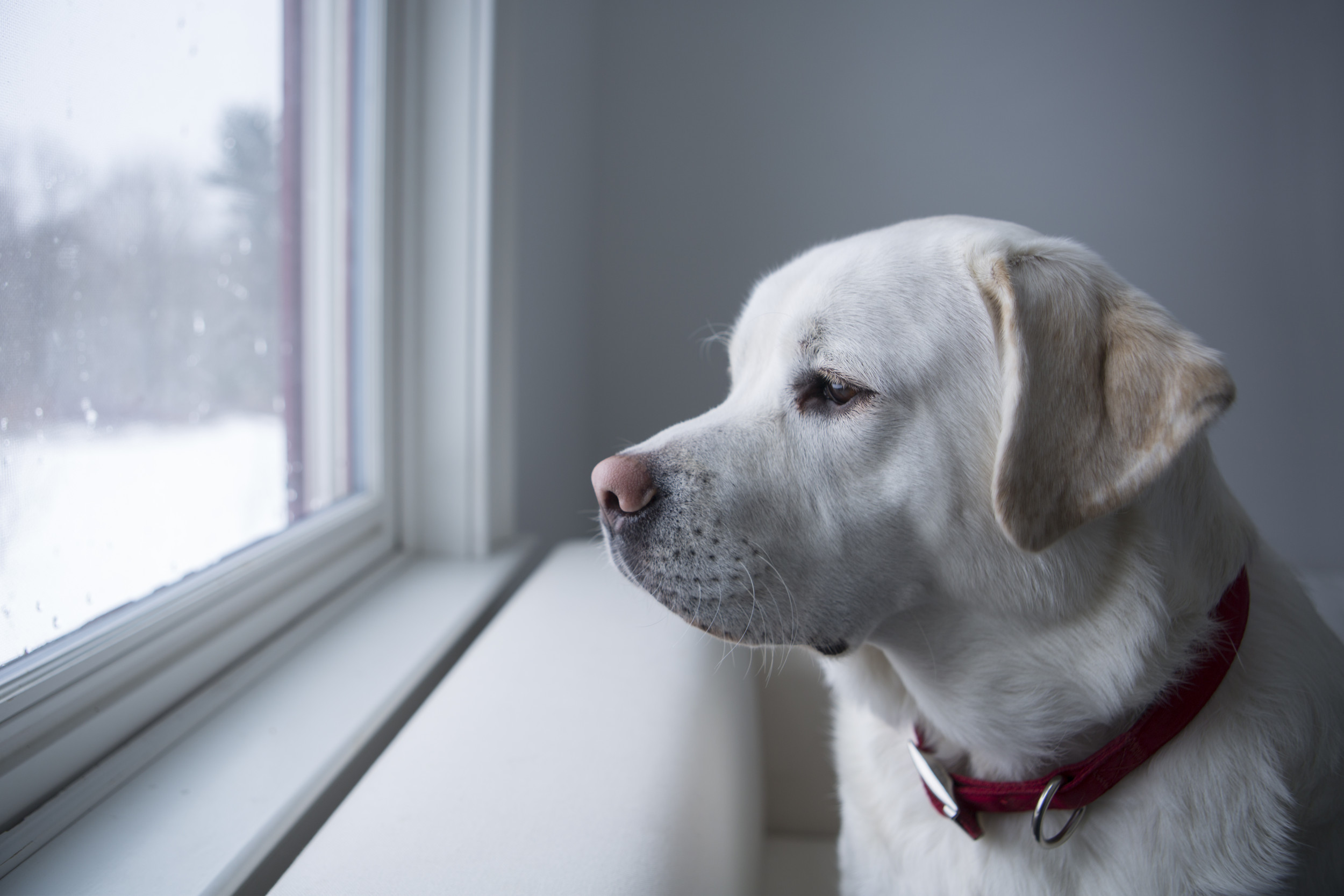 labrador looking out window