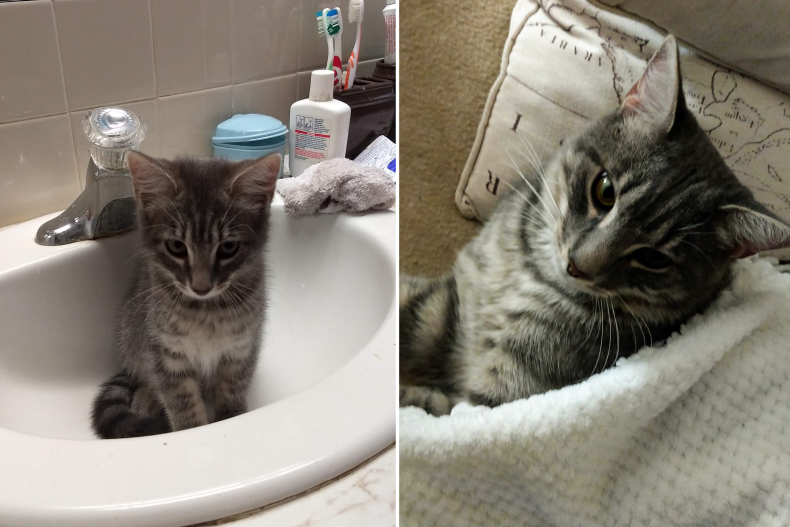 Smokey the cat