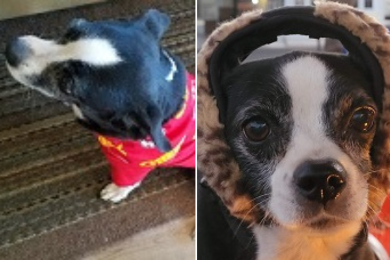 Maggie the dog