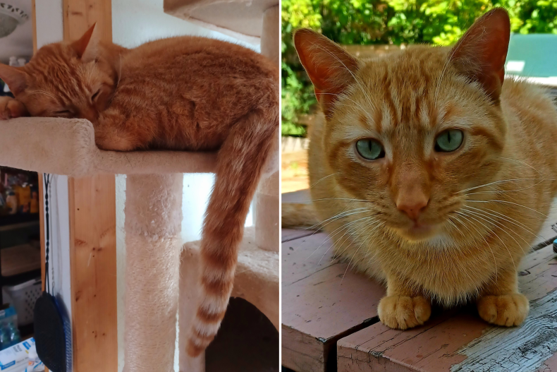 Hunter the cat