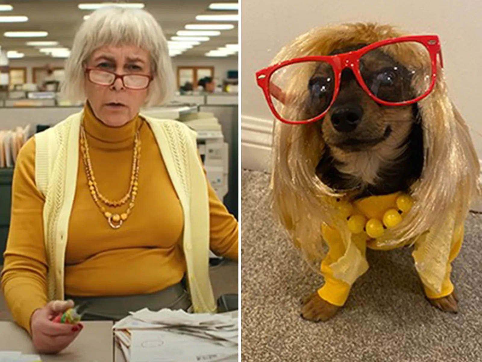 Shelter Dresses Dogs Like Jamie Lee Curtis, Flooded With Adoption Requests - Vimarsana News