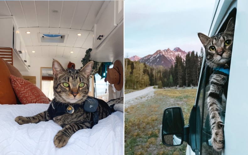 Otto the adventurous cat.
