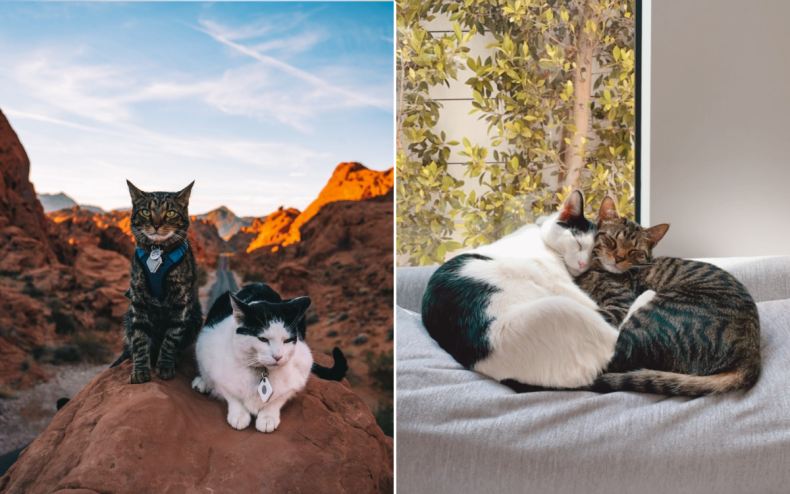 Otto and Atlas the cat "brothers."