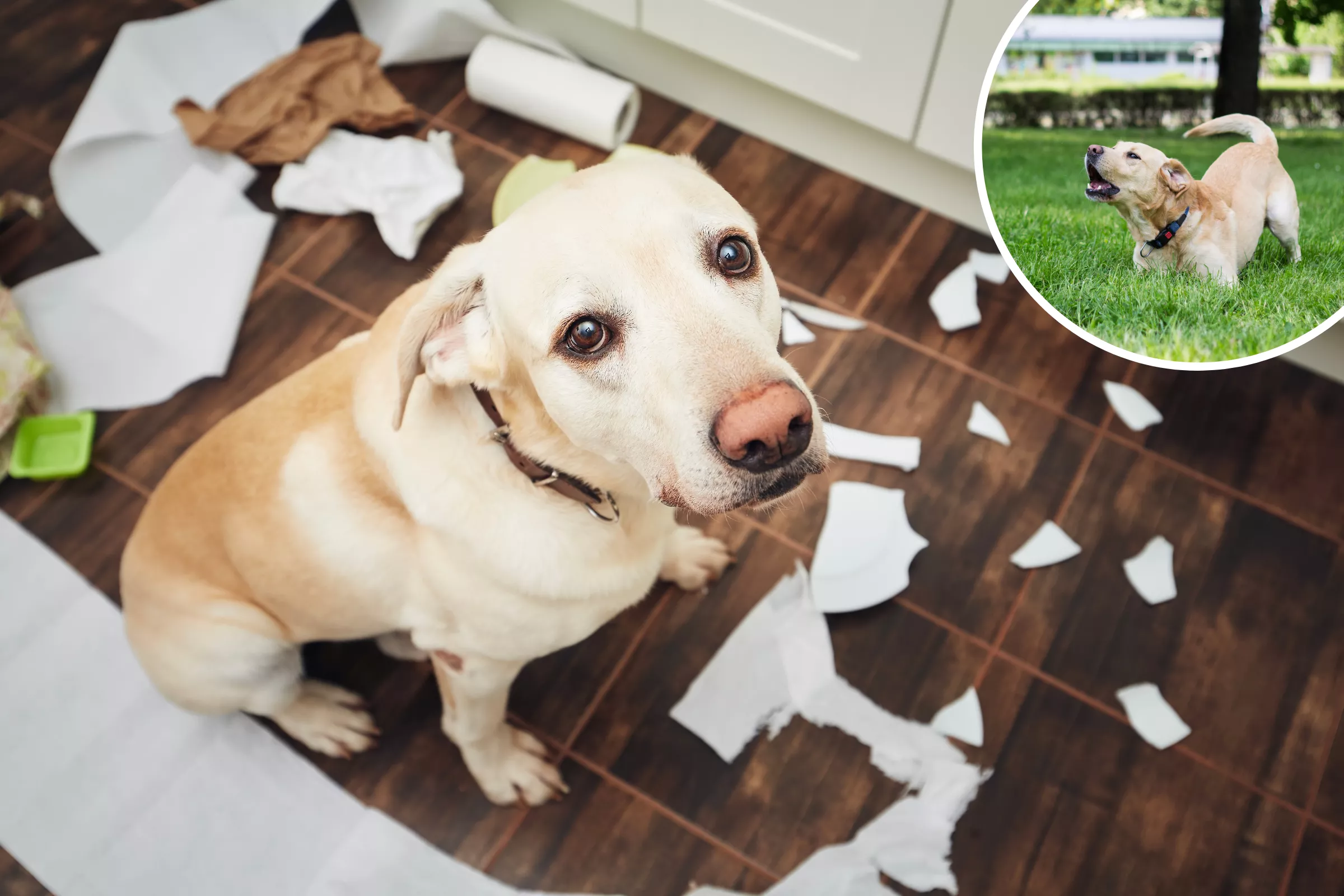 Top 5 Causes of Disobedience in Dogs, According to Animal Behaviorists - Vimarsana News
