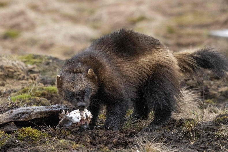 Wolverine