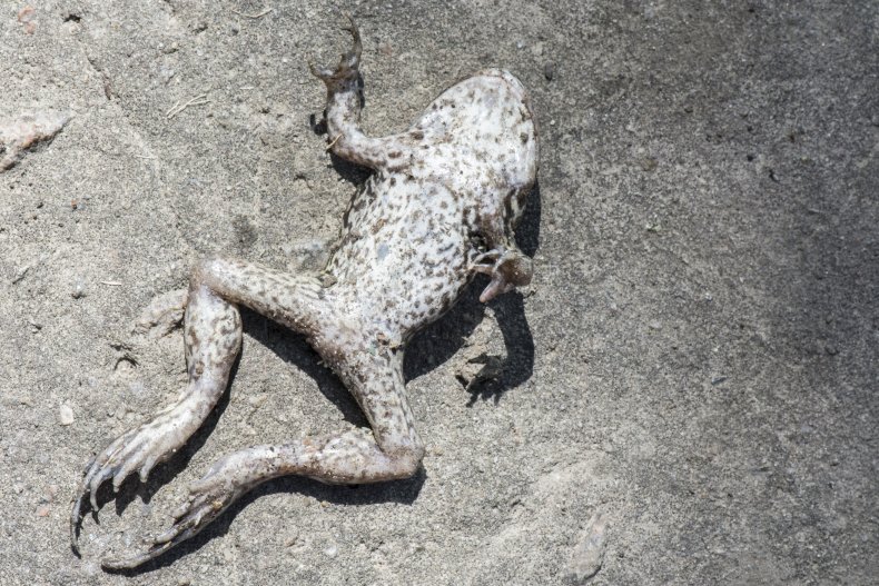 A dead frog