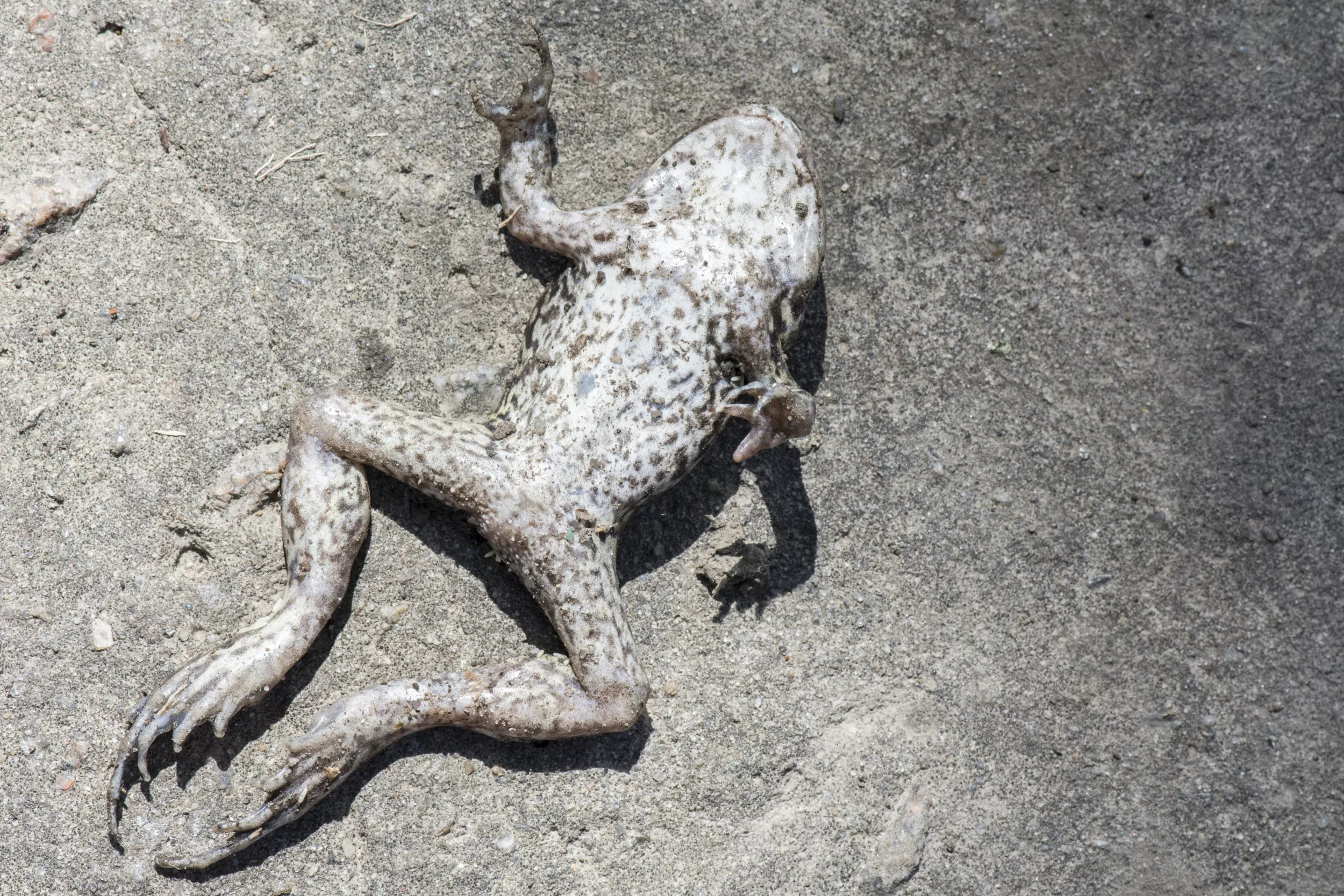 Deadly, Highly Contagious Fungus Spreading in Amphibians 'Worst in History' - Vimarsana News